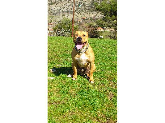 PITBULL