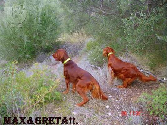 Κουτάβια Ιρλανδικά σέττερ