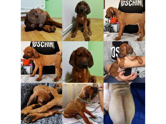 Rhodesian Ridgeback - top quality puppies