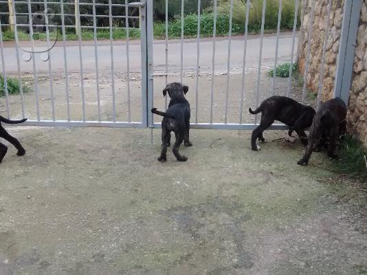 PoulaTo: Κουταβια Bandog