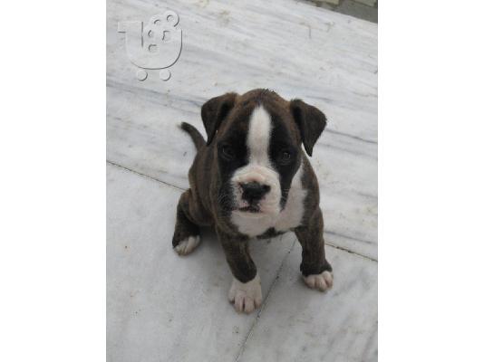boxer koutavaki