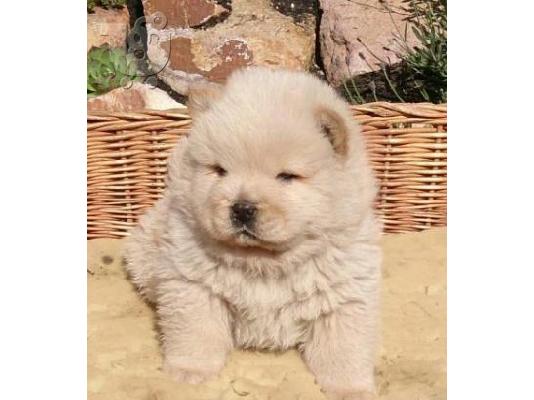 Cane Corso καθαροαιμα 6979314054 ΑΘΗΝΑ-ΘΕΣΣΑΛΟΝΙΚΗ- ΚΡΗΤΗ 6979314054...