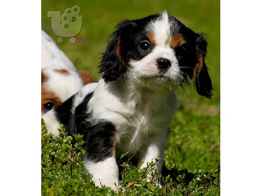 Perfect Cavalier King Charles Spaniel puppies for sale