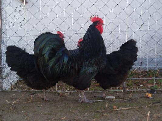 Αυγα Australorp