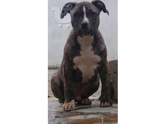 POLOUNTAI PITBULL