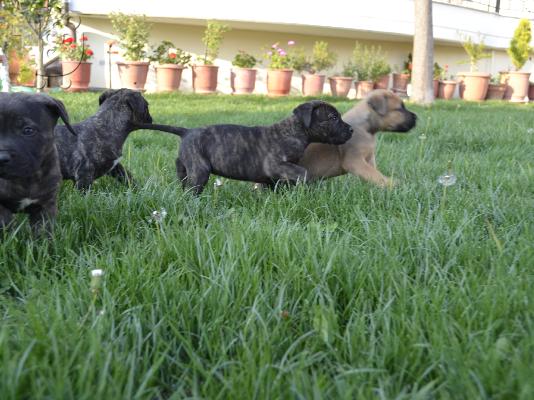 Perro De Presa / Dogo Canario