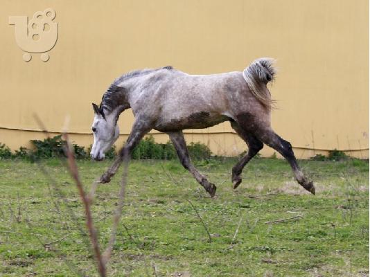 Καθαρόαιμος αραβικός επιβήτωρας