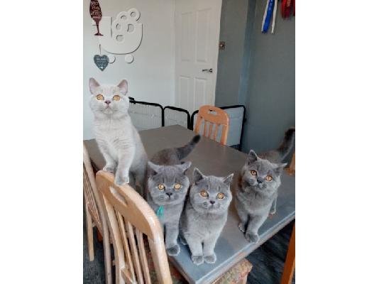 PoulaTo: Καταχωρήθηκε το όμορφο shorthair Kitten Gccf