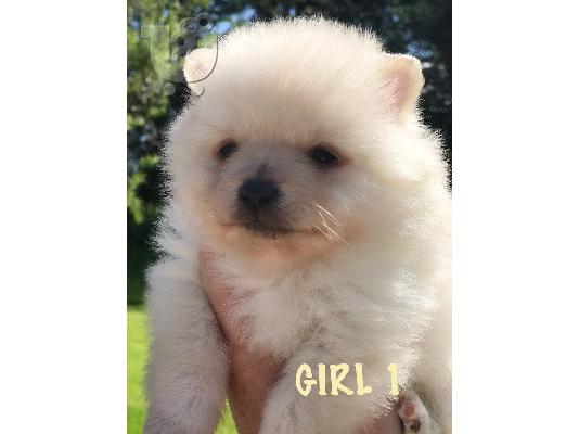 όμορφα Pomeranian Puppies προς πώληση