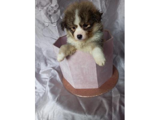 Διατίθενται όμορφα κουτάβια Pomsky.