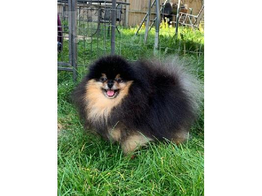 Pomerania puppy