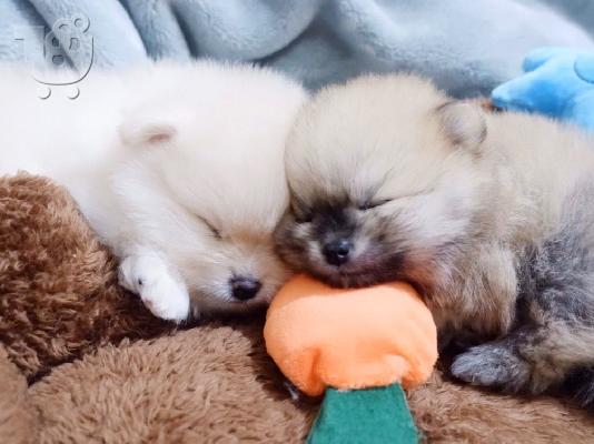 Γεια σας, εδώ έχουμε 2 πανέμορφα κουτάβια Pomeranian, 1