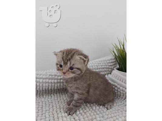 Αγγλικά γατάκι Longhair Tabby προς πώληση