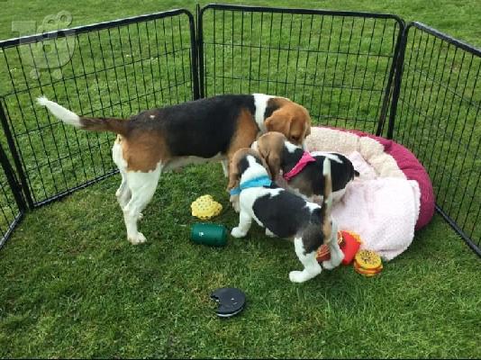 Štenci Beagle dostupni za prodaju kontaktirajte me putem (whatsapp 32460219218) ili (viber...