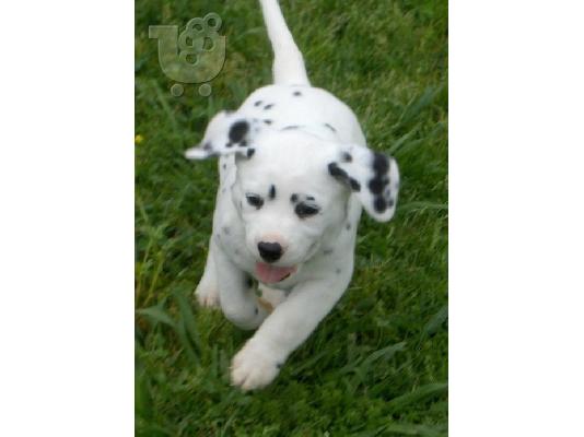 PoulaTo: κουτάβια Δαλματίας  Dalmatian /200 EURO