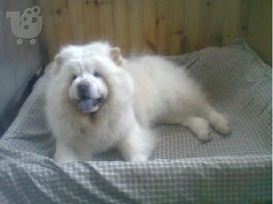 CHOW CHOW