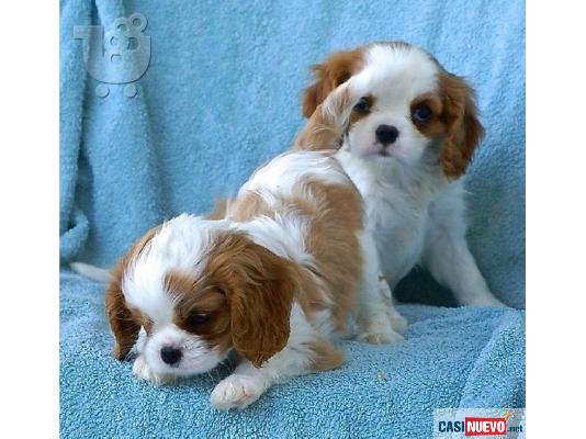 PoulaTo: Θηλυκό Cavalier King Charles Spaniel