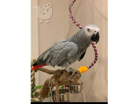 PoulaTo: Το African Gray Baby είναι έτοιμο να βρει ένα νέο σπίτι.