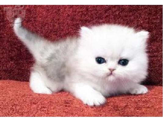 PoulaTo: Persians Kittens For Adoption