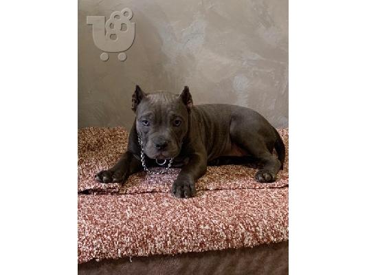 American Bully Exotic Micro κουτάβια