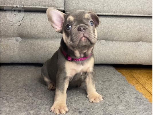 Κουτάβια AKC FrenchBulldog+34634098453