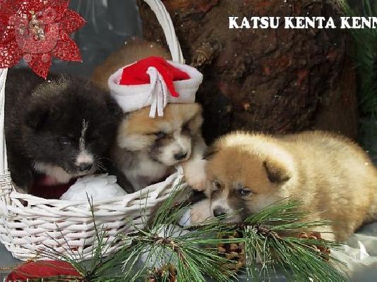 PoulaTo: AKITA INOU