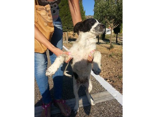 Κουταβινια χαριζονται