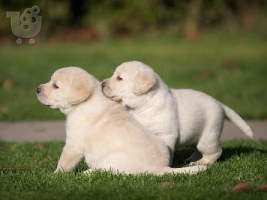 PoulaTo: Labrador Retriever