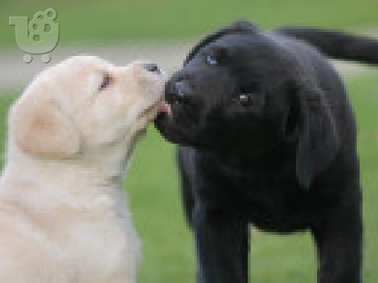 PoulaTo: καθαροαιμο κουταβακι Labrador retriever (λαμπραντόρ)