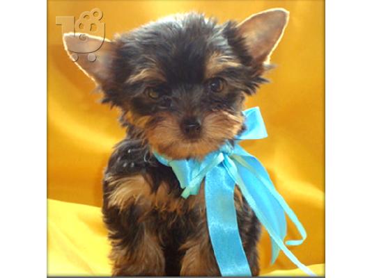 PoulaTo: 3 μηνών Yorkshire terrier