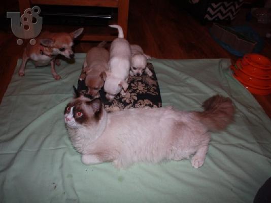 PoulaTo: Lovely Chihuahua Puppies for Sale,