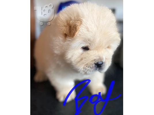 *όμορφα μωρά Chow Chow*