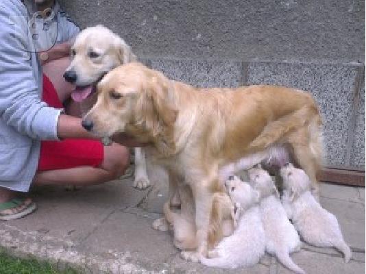 PoulaTo: GOLDEN RETRIEVER