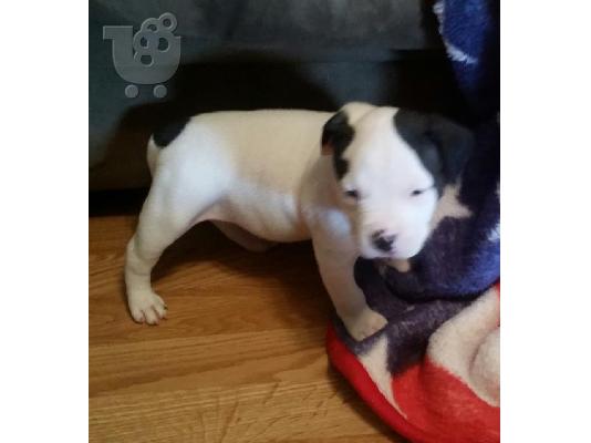 PoulaTo: Όμορφη pitbull Bully