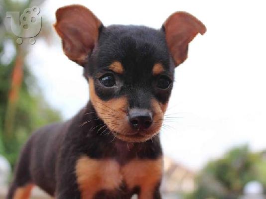 PoulaTo: Pinscher mini