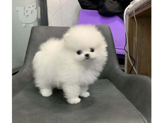 PoulaTo: Σπιτς μινι / pomeranian mini