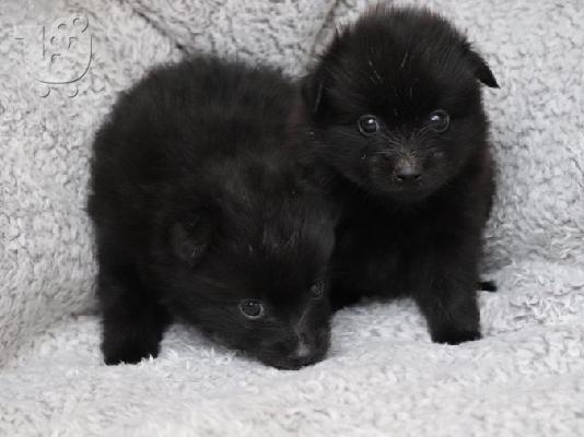 PoulaTo: Κουτάβια Pomeranian