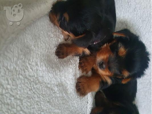 Όμορφα κουτάβια yorkie