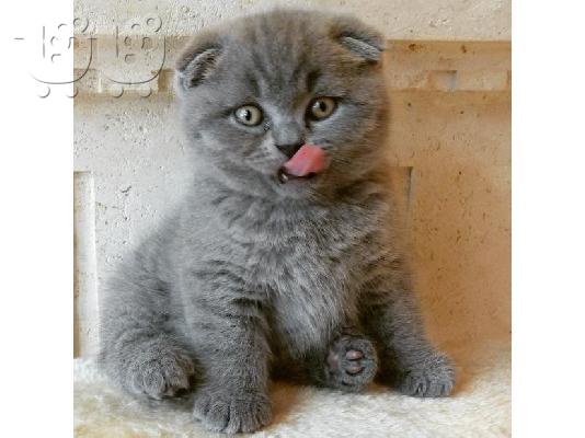 PoulaTo: Ready to go Pure Scottish Fold kittens