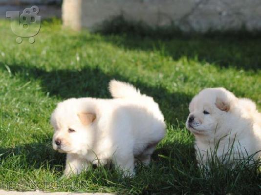 PoulaTo: CHOW CHOW