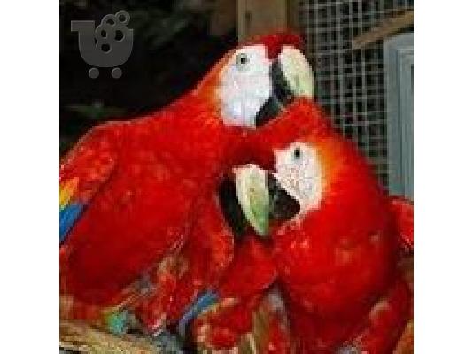 PoulaTo: scarlet παπαγάλοι macaw για 200 ευρώ