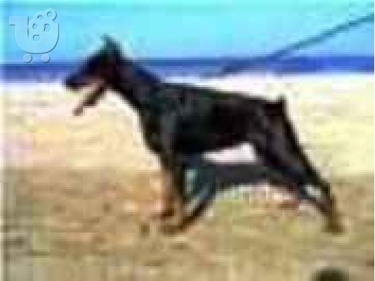 PoulaTo: (NtopermanΝτοπερμαν Kaykasio Poimeniko -Cane CorsoΚαυκασι Ποιμενικο- Κανε Κορσο)