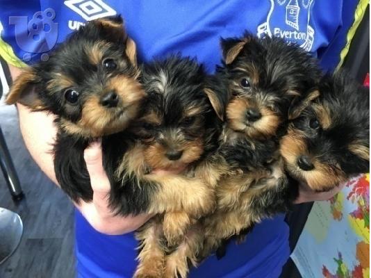 PoulaTo: υόρκσιρη τερριέρ / yorkshire terrier puppies