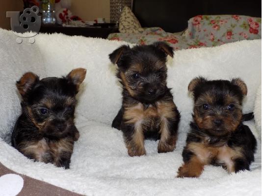 PoulaTo: Υόρκσιρη κουτάβια τεριέ  / yorkshire terrier