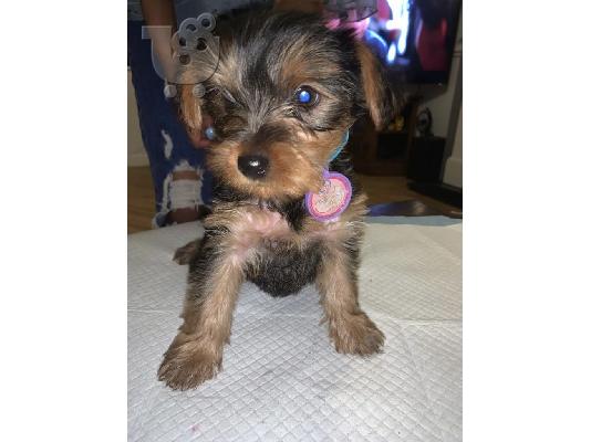 Yorkshire Terrier κουτάβια έτοιμα να φύγουν τώρα !!!