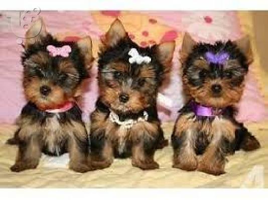 yorkie κουτάβια για καλά σπίτια.