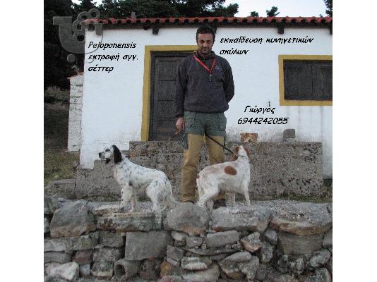 Αγγλικά σέττερ