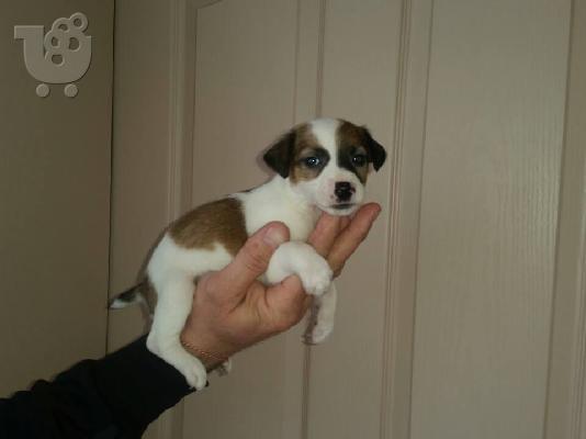 Jack Russell καθαροαιμα 6979314054 ΚΡΗΤΗ-ΑΘΗΝΑ-θεσσαλονικη