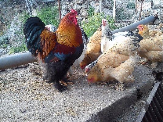 πωλουνται αυγα εκκολαψης brahma