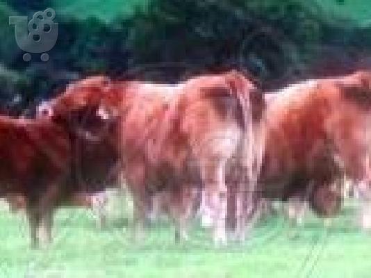 PoulaTo: ΑΡΝΙΑ ελληνικα αξιωτικα 200 τεμαχια-